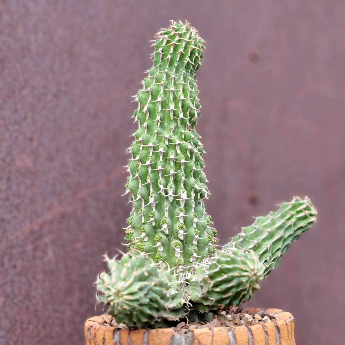 Euphorbia columnaris - Multiple Arms
