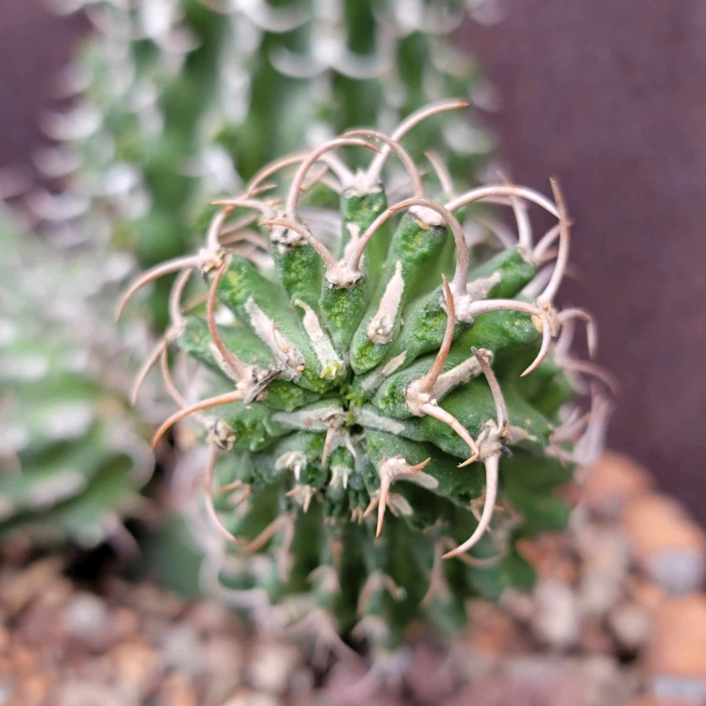Euphorbia columnaris - Multiple Arms