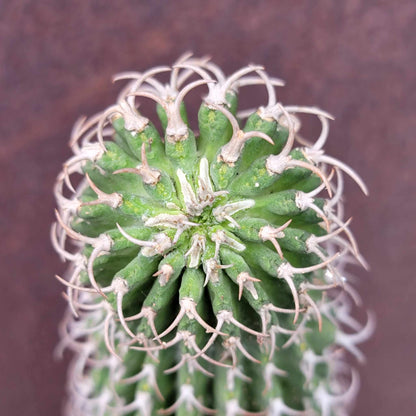 Euphorbia columnaris - Multiple Arms