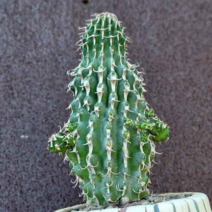 Euphorbia columnaris