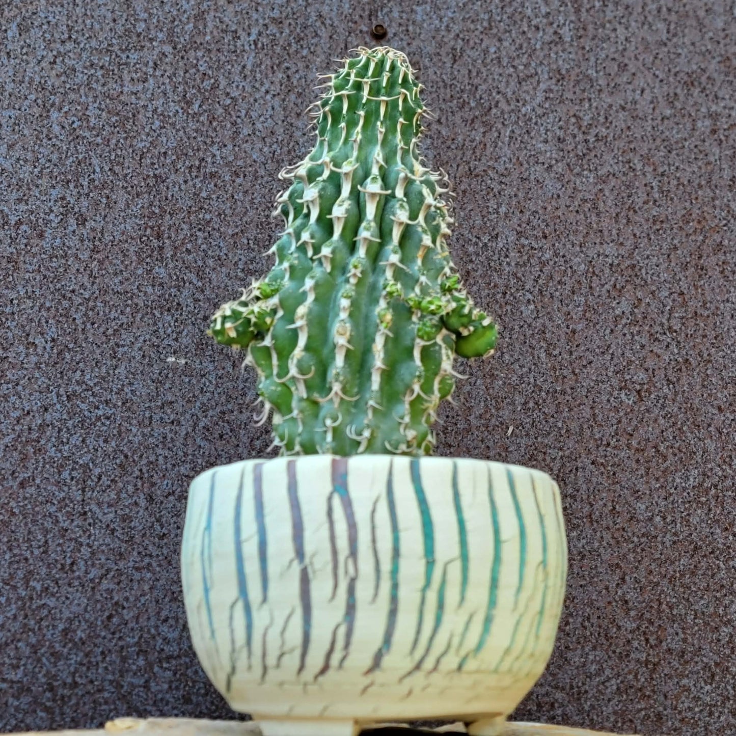 Euphorbia columnaris