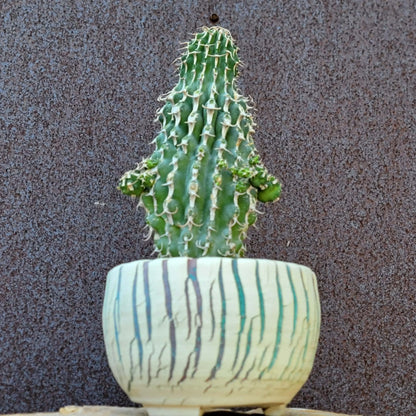 Euphorbia columnaris