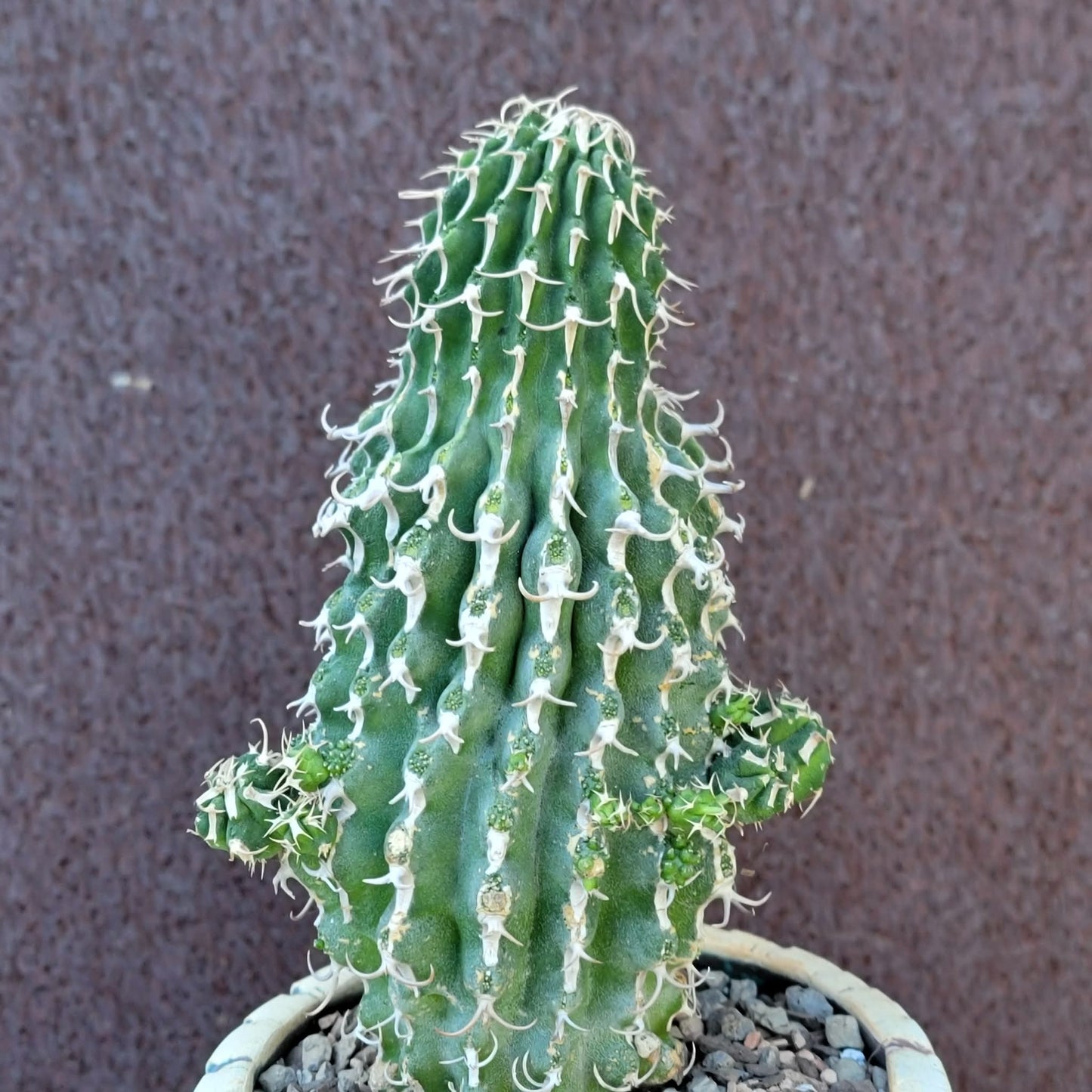 Euphorbia columnaris