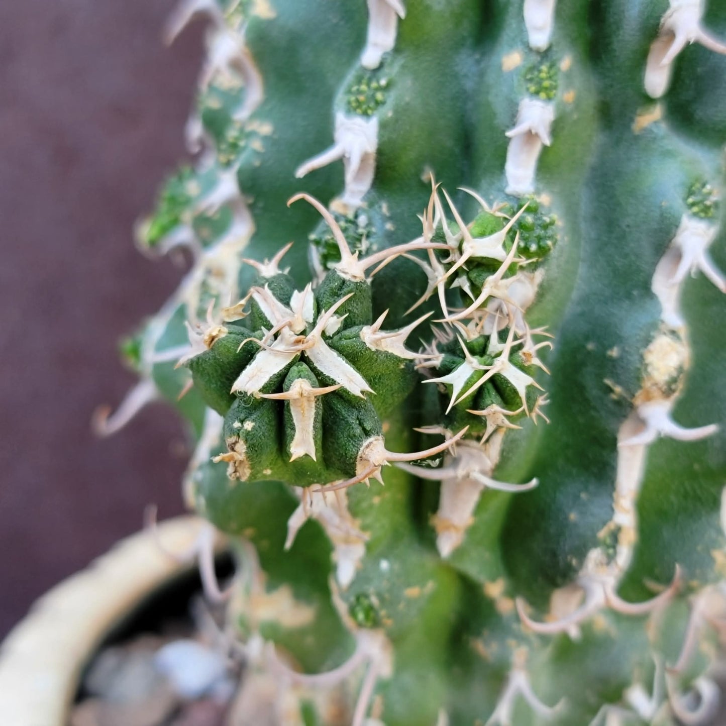 Euphorbia columnaris