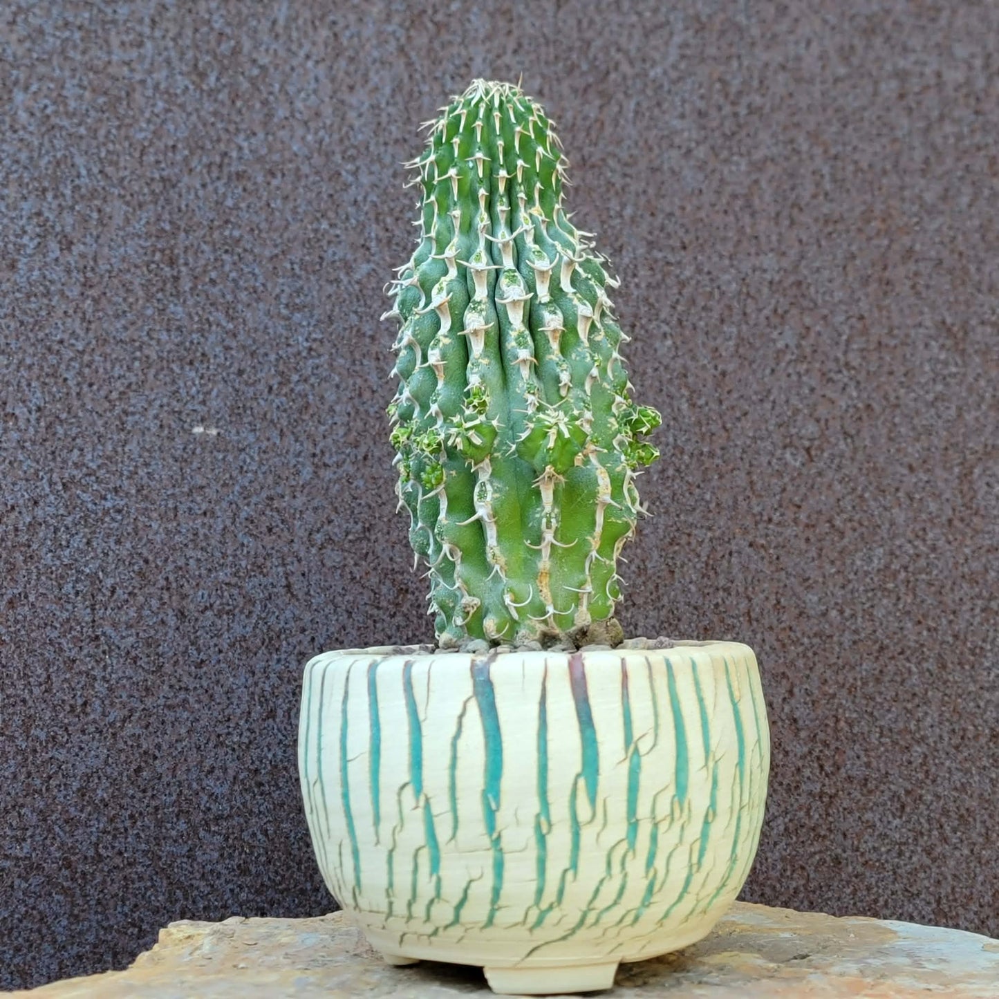 Euphorbia columnaris