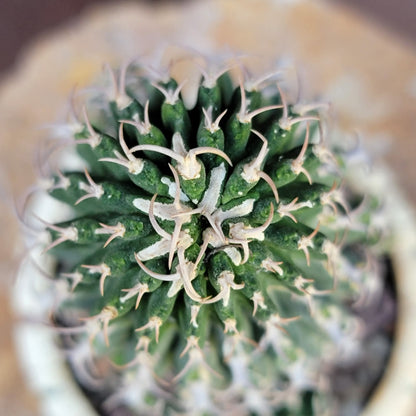 Euphorbia columnaris