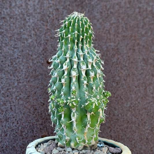 Euphorbia columnaris