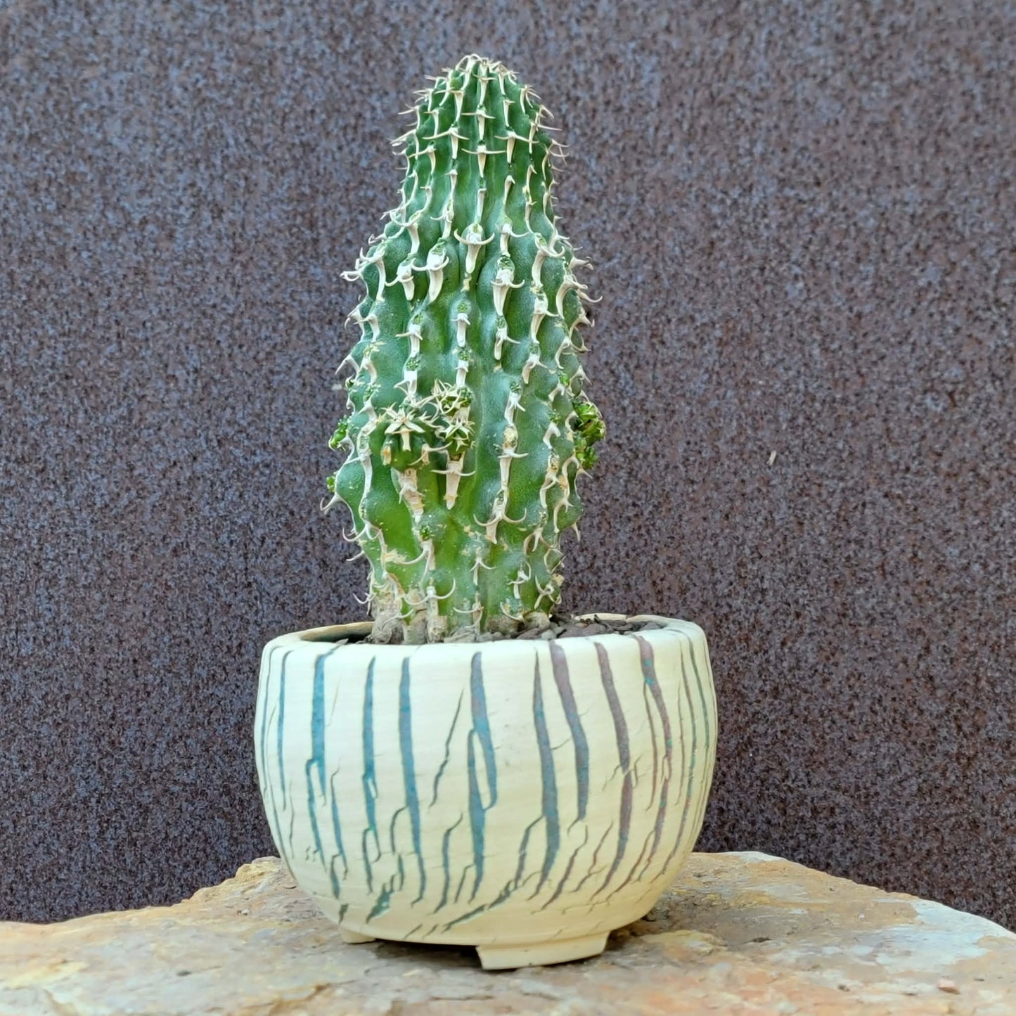 Euphorbia columnaris