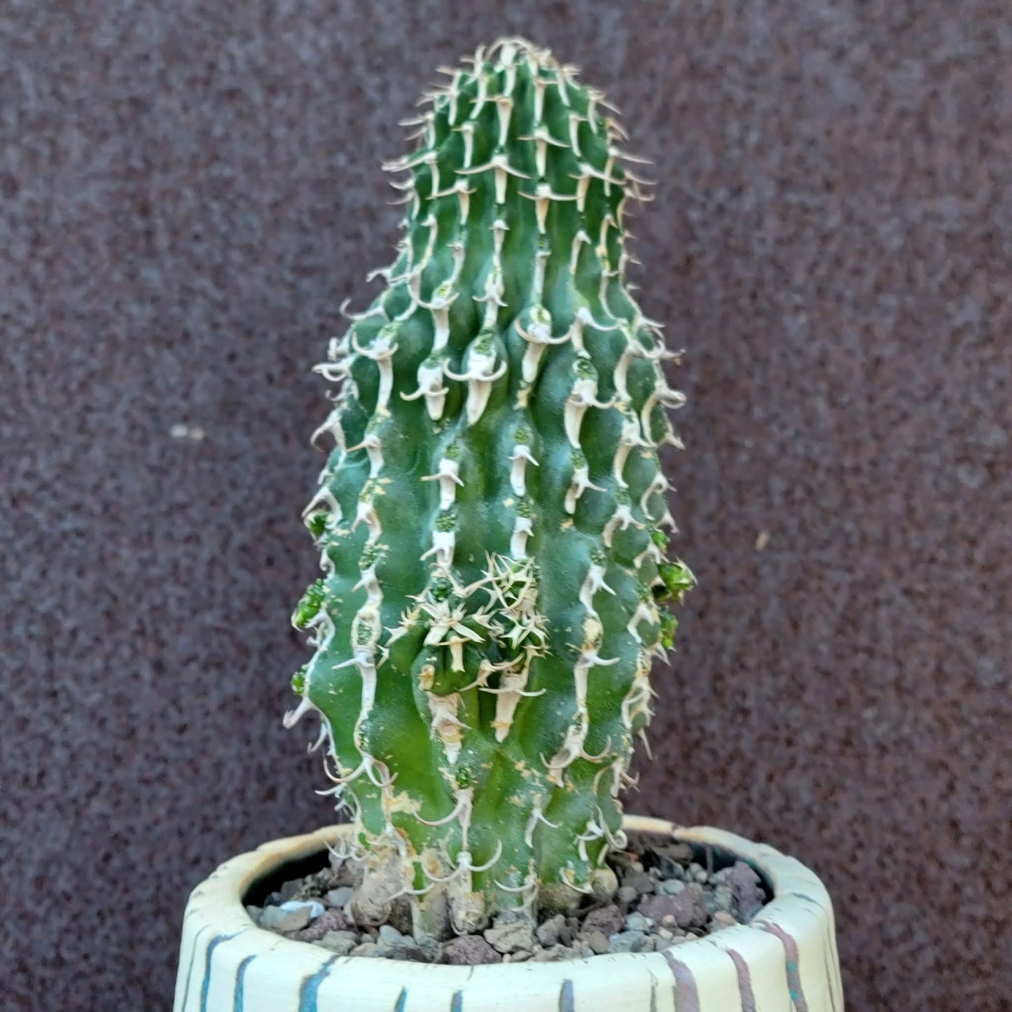 Euphorbia columnaris