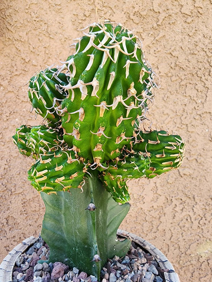 Euphorbia columnaris — 15-Head Grafted Collector Specimen