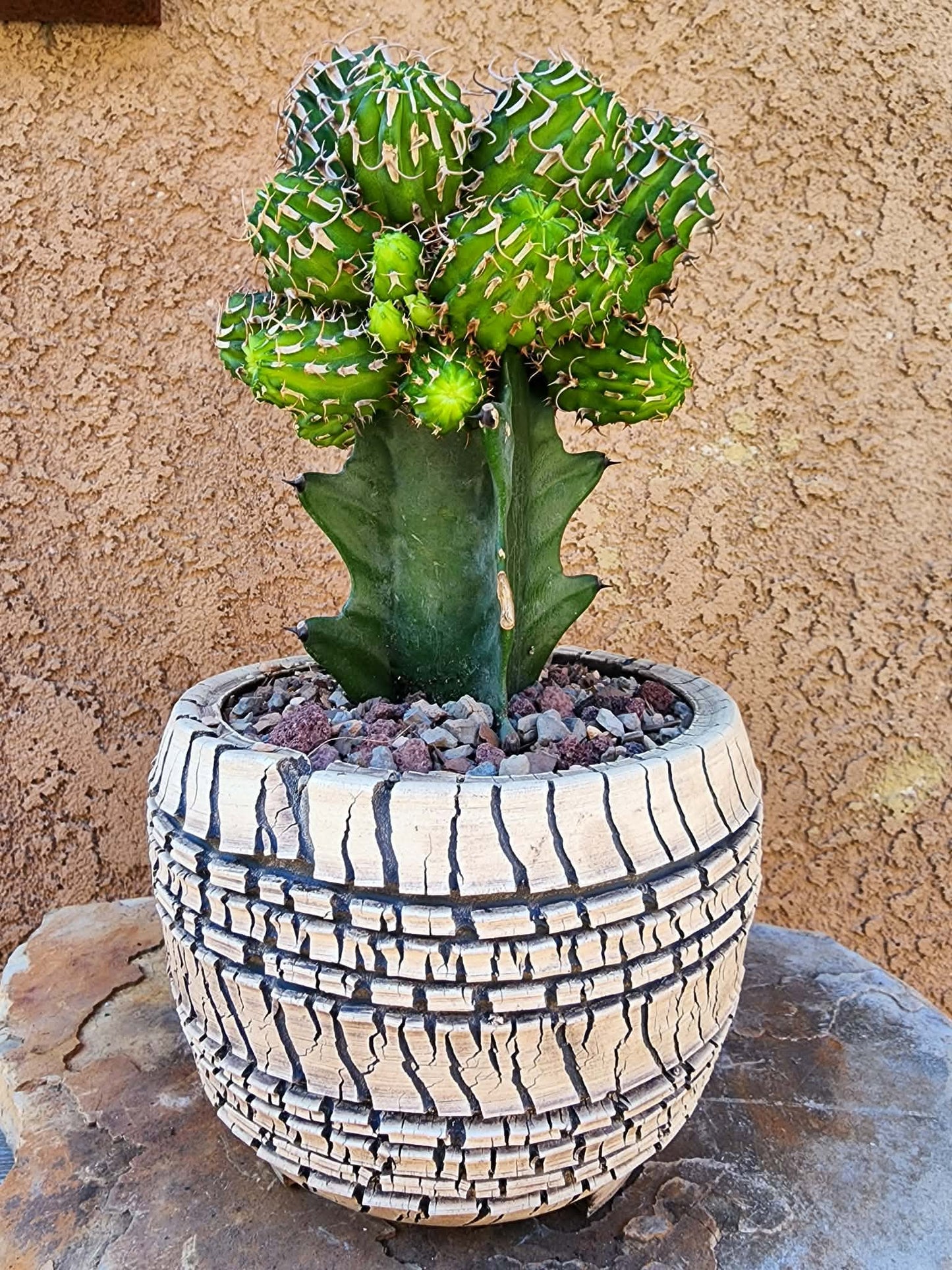 Euphorbia columnaris — 15-Head Grafted Collector Specimen