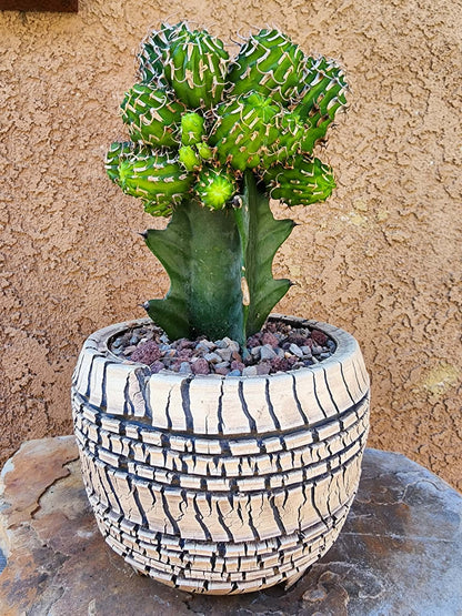 Euphorbia columnaris — 15-Head Grafted Collector Specimen