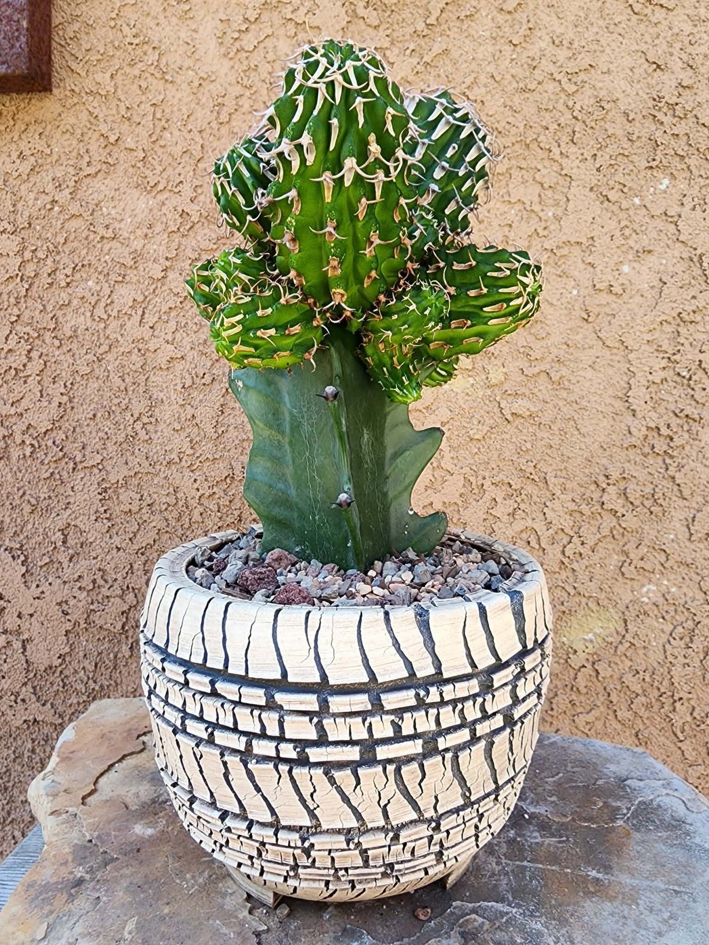 Euphorbia columnaris — 15-Head Grafted Collector Specimen