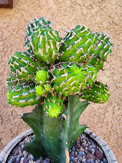 Euphorbia columnaris — 15-Head Grafted Collector Specimen