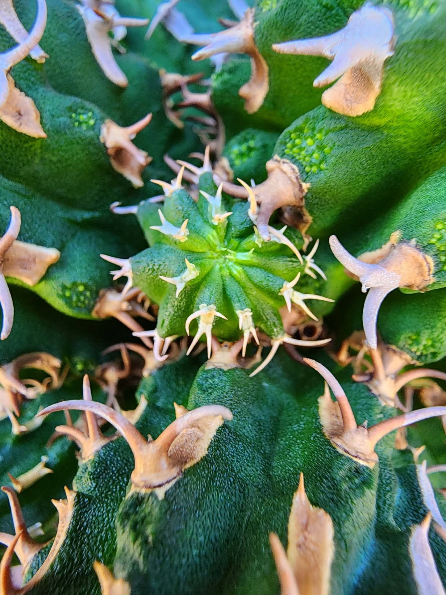 Euphorbia columnaris — 15-Head Grafted Collector Specimen