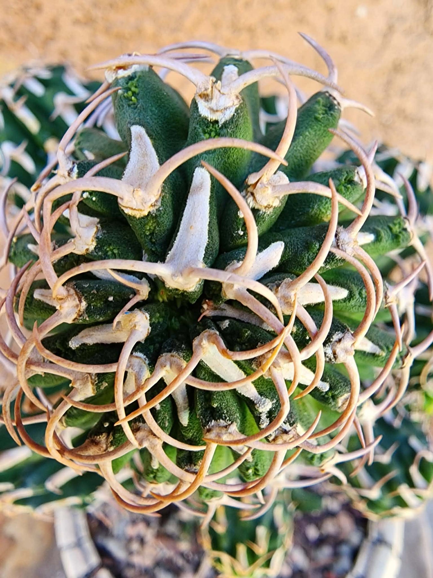 Euphorbia columnaris — 15-Head Grafted Collector Specimen