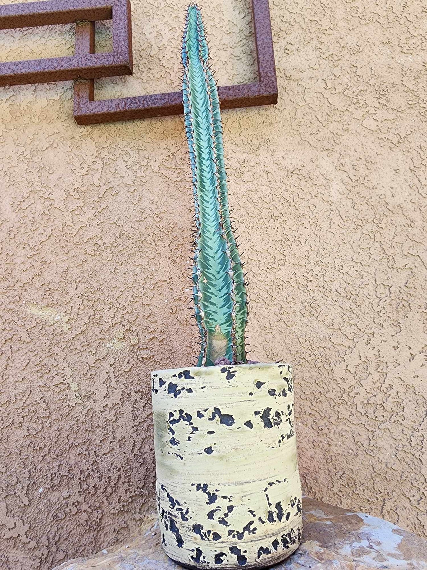 Euphorbia confinalis subsp. rhodesia variegata 'Zebra'