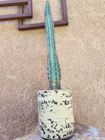 Euphorbia confinalis subsp. rhodesia variegata 'Zebra'