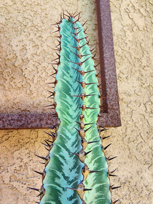 Euphorbia confinalis subsp. rhodesia variegata 'Zebra'