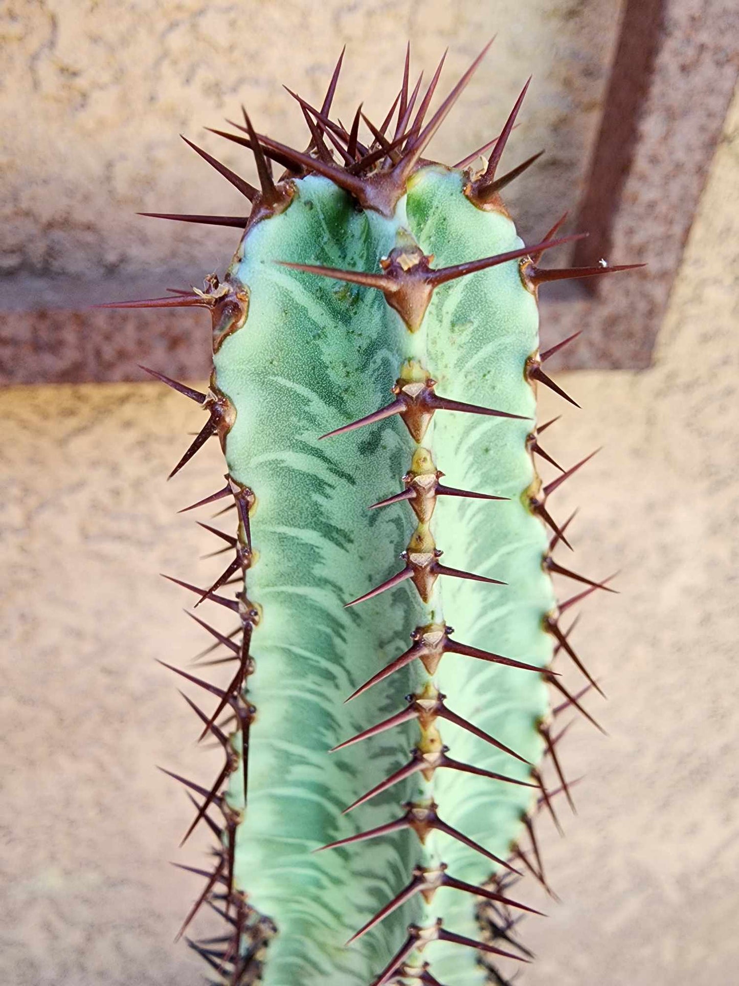 Euphorbia confinalis subsp. rhodesia variegata 'Zebra'