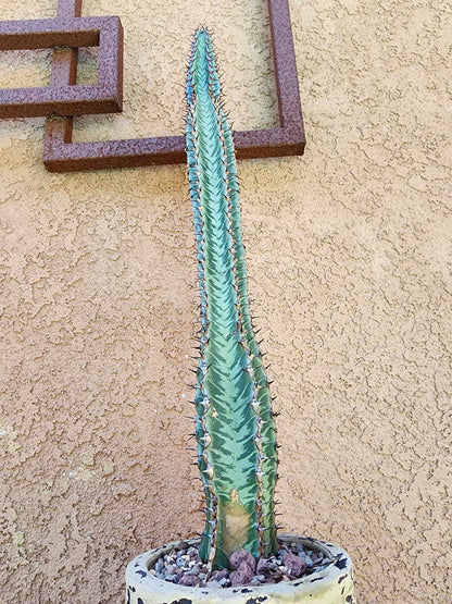 Euphorbia confinalis subsp. rhodesia variegata 'Zebra'