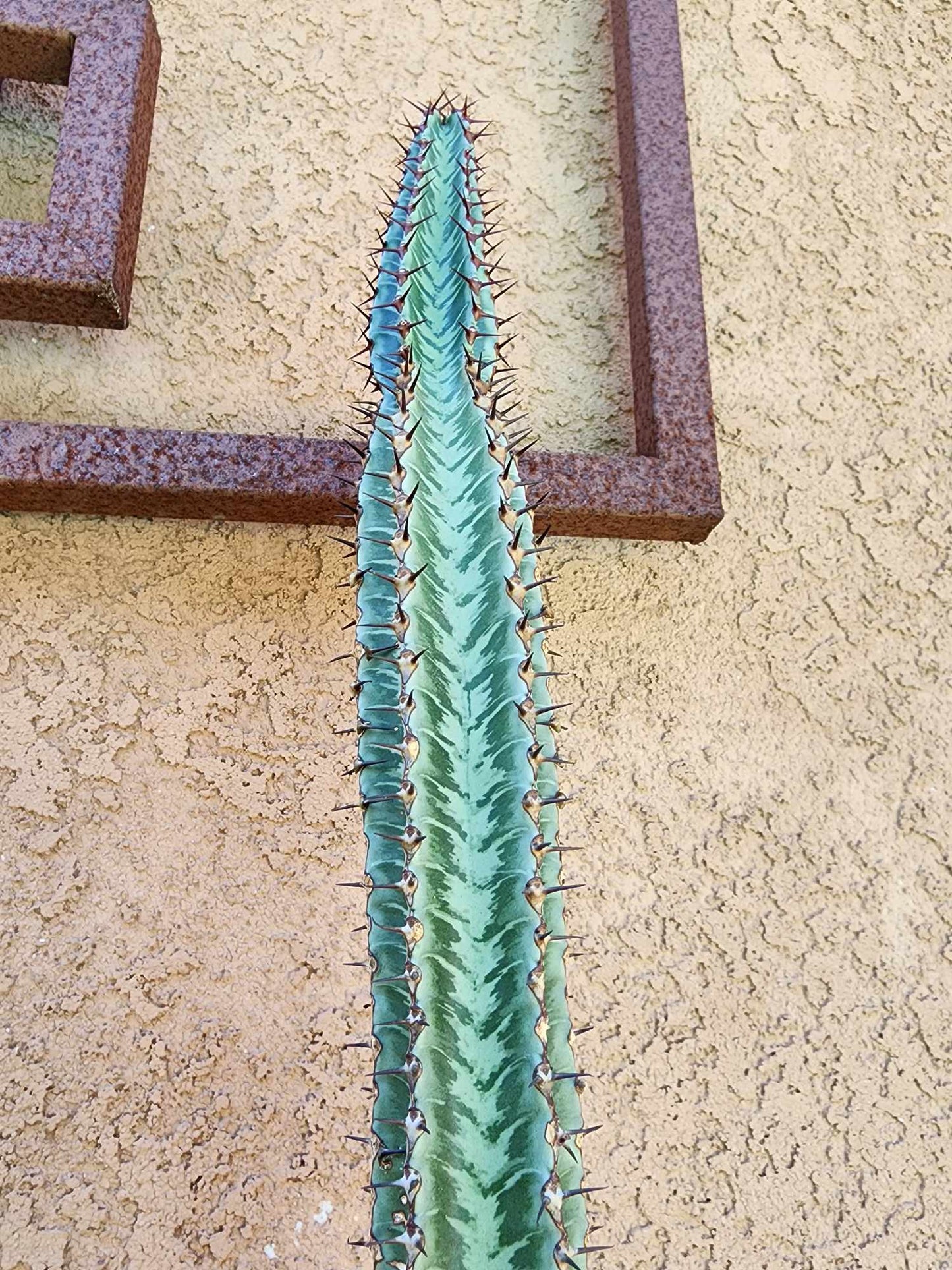 Euphorbia confinalis subsp. rhodesia variegata 'Zebra'