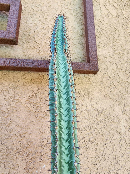 Euphorbia confinalis subsp. rhodesia variegata 'Zebra'