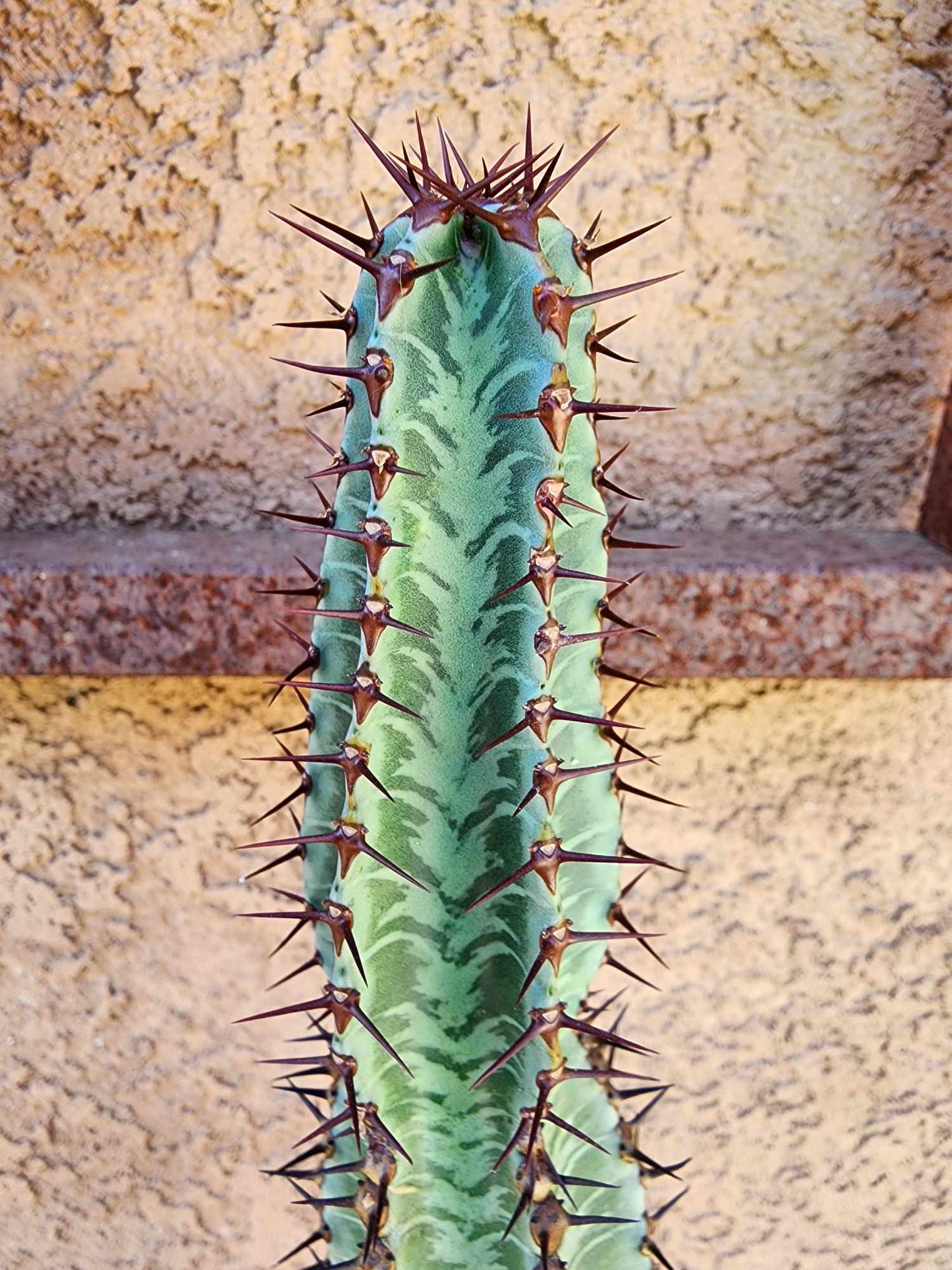 Euphorbia confinalis subsp. rhodesia variegata 'Zebra'