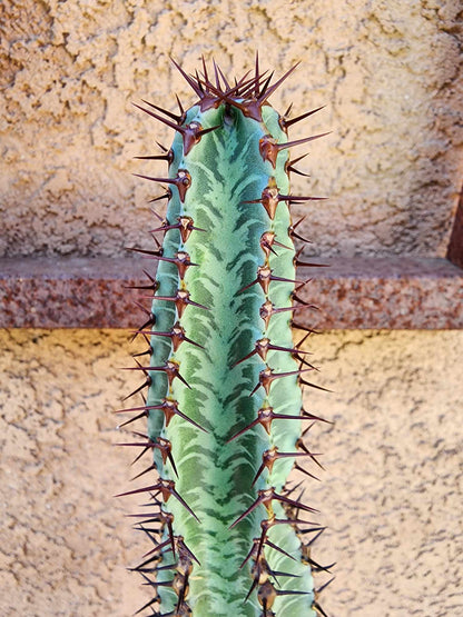Euphorbia confinalis subsp. rhodesia variegata 'Zebra'