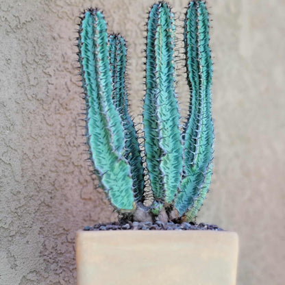 Euphorbia confinalis ssp. Rhodesia variegata 'Zebra' x 4 – Lebombo Euphorbia