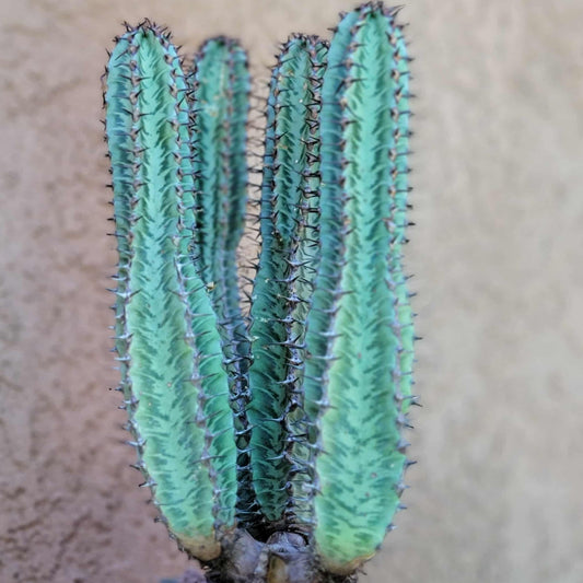 Euphorbia confinalis ssp. Rhodesia variegata 'Zebra' x 4 – Lebombo Euphorbia