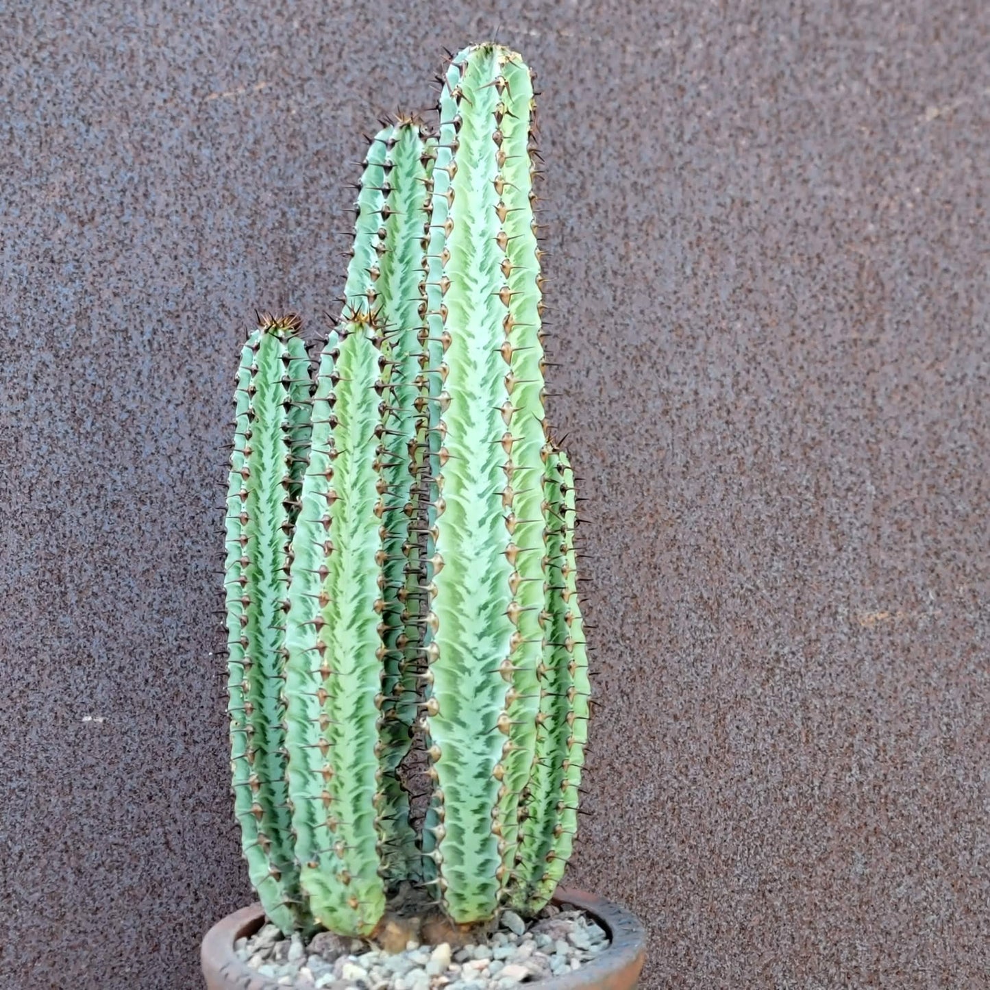 Variegated Euphorbia Confinalis