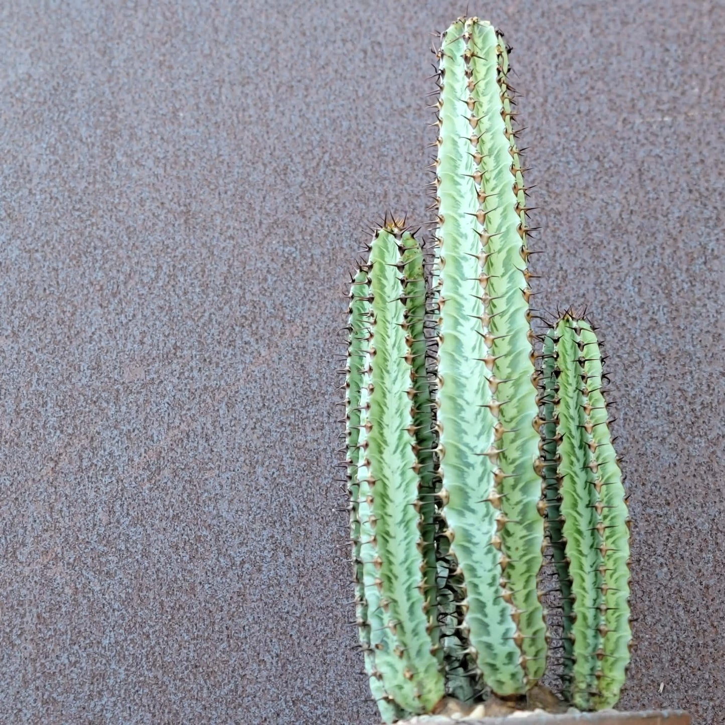 Variegated Euphorbia Confinalis