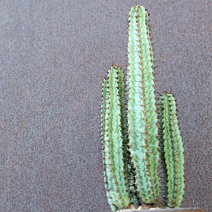Variegated Euphorbia Confinalis