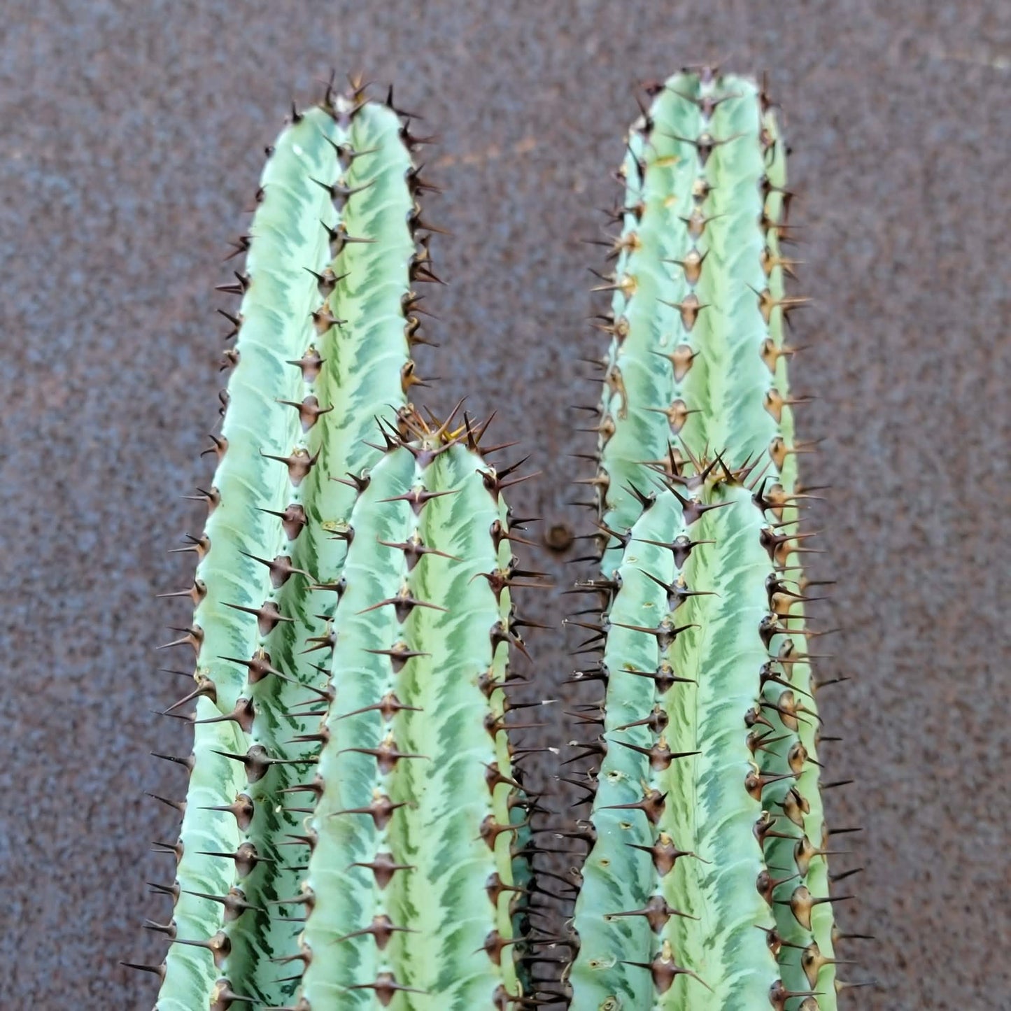 Variegated Euphorbia Confinalis