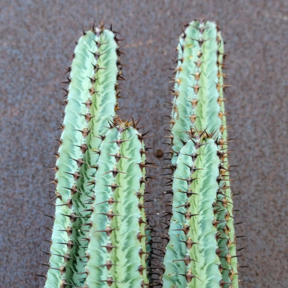 Variegated Euphorbia Confinalis