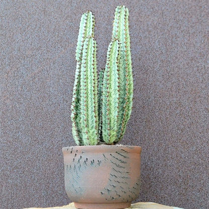 Variegated Euphorbia Confinalis