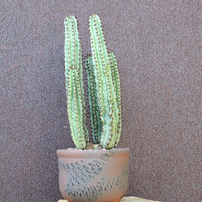Variegated Euphorbia Confinalis
