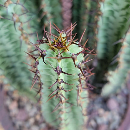 Variegated Euphorbia Confinalis