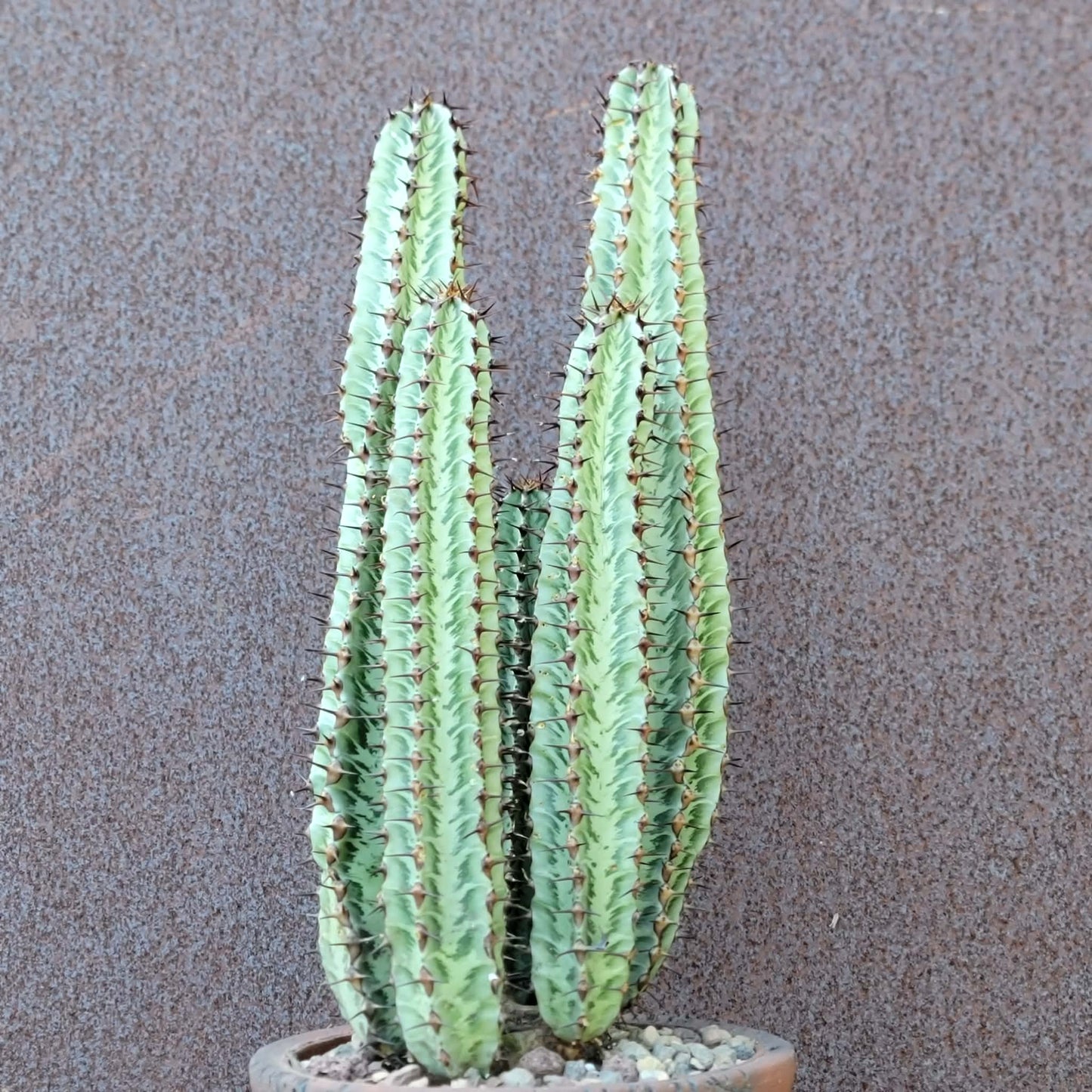 Variegated Euphorbia Confinalis