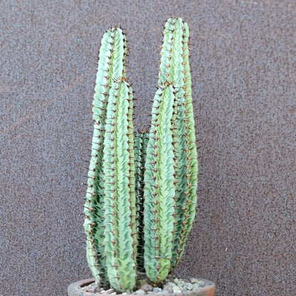Variegated Euphorbia Confinalis
