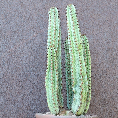 Variegated Euphorbia Confinalis