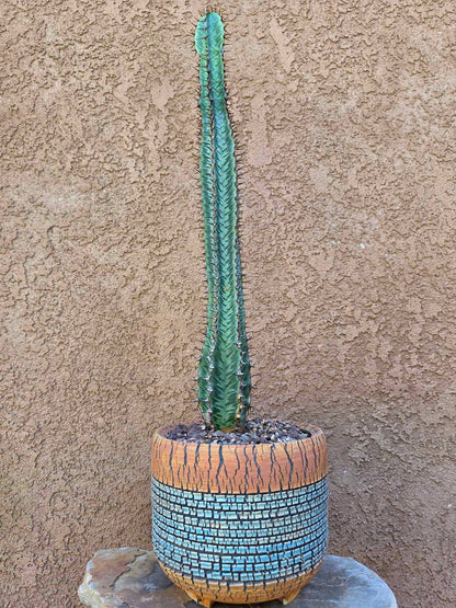 Euphorbia confinalis subsp. rhodesia variegata 'Zebra'
