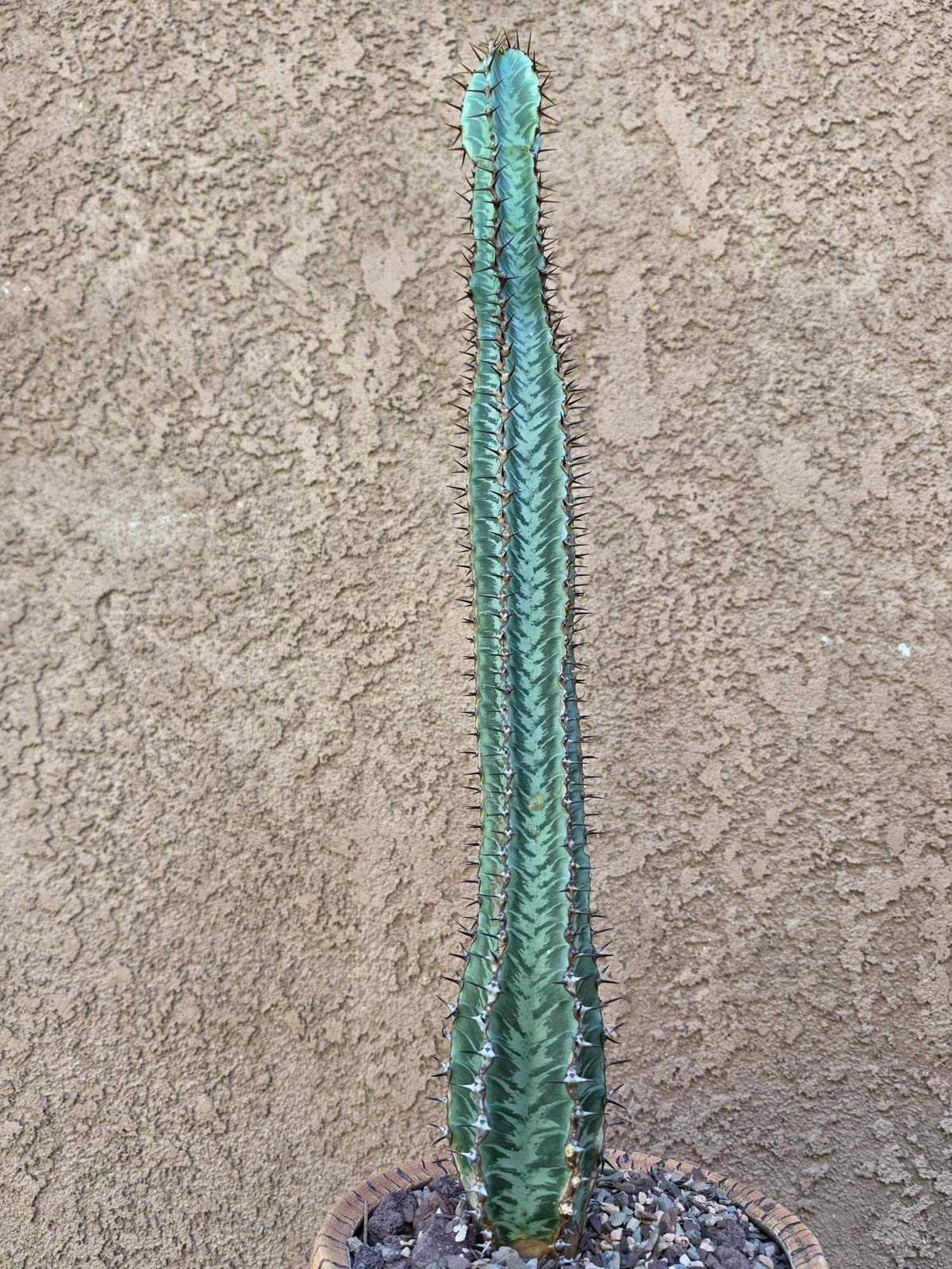 Euphorbia confinalis subsp. rhodesia variegata 'Zebra'