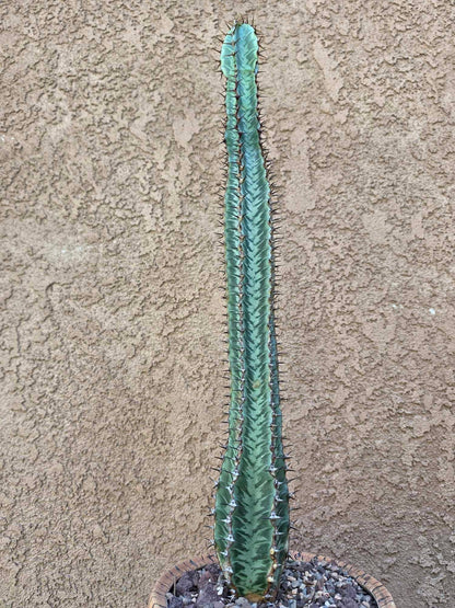 Euphorbia confinalis subsp. rhodesia variegata 'Zebra'