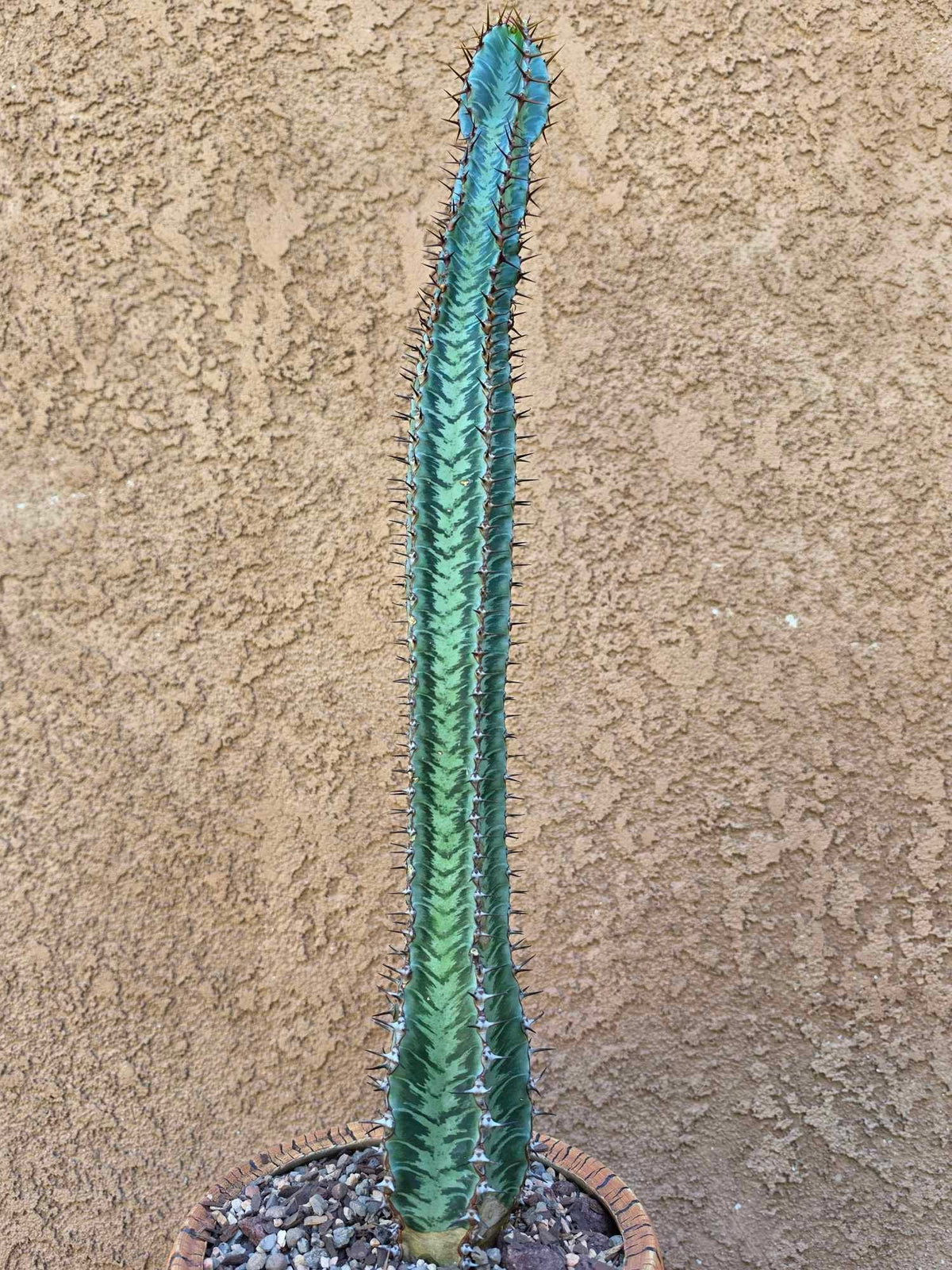 Euphorbia confinalis subsp. rhodesia variegata 'Zebra'