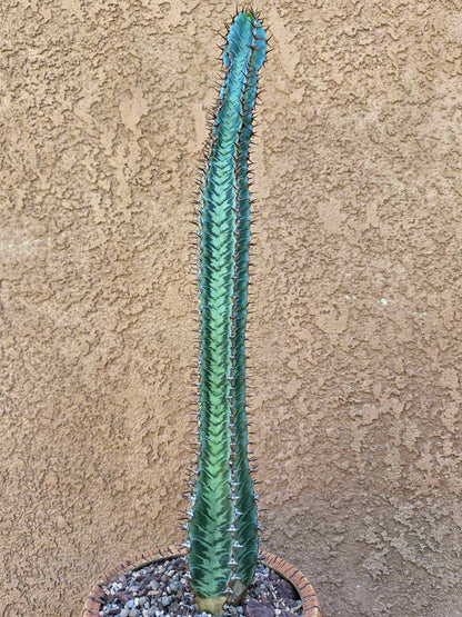 Euphorbia confinalis subsp. rhodesia variegata 'Zebra'