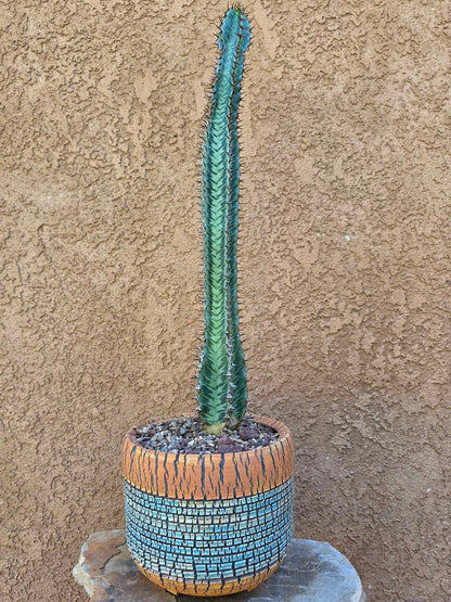 Euphorbia confinalis subsp. rhodesia variegata 'Zebra'