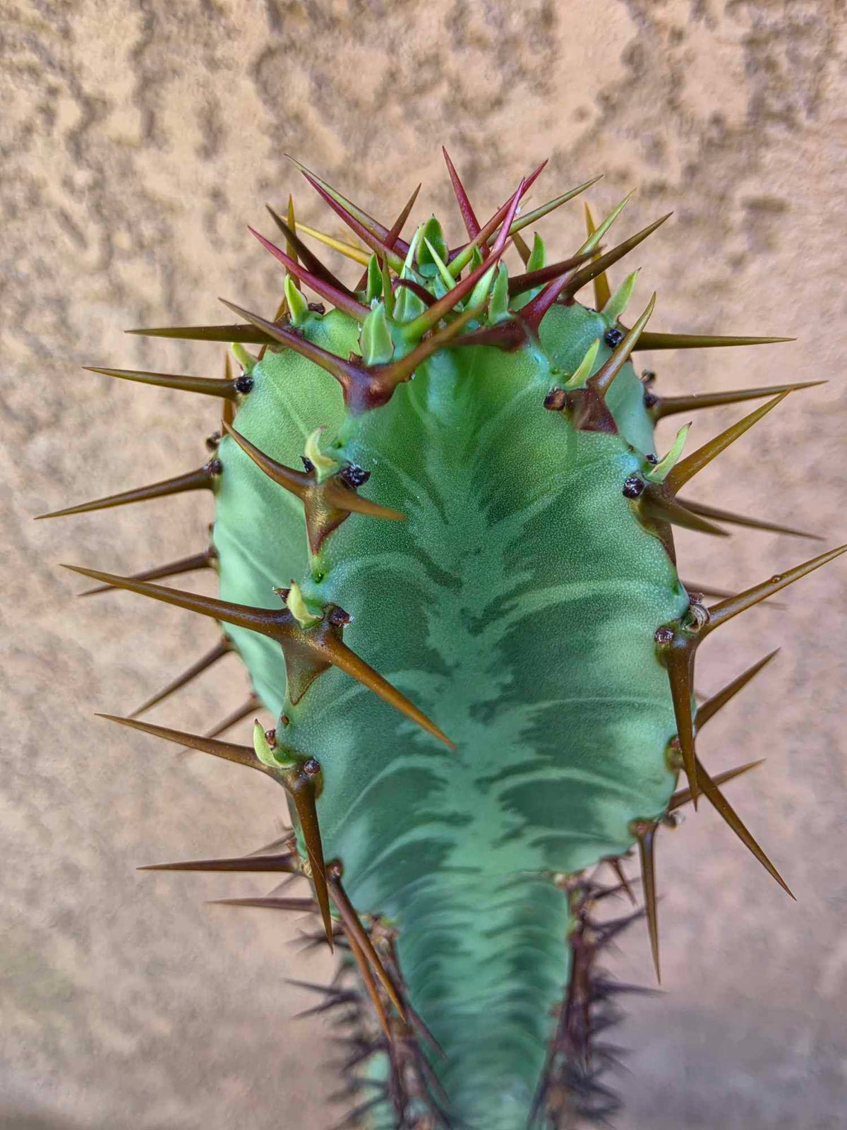 Euphorbia confinalis subsp. rhodesia variegata 'Zebra'