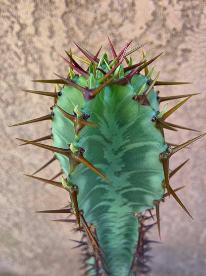 Euphorbia confinalis subsp. rhodesia variegata 'Zebra'